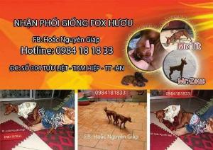 Nhận phối giống chó fox hươu mini đẹp