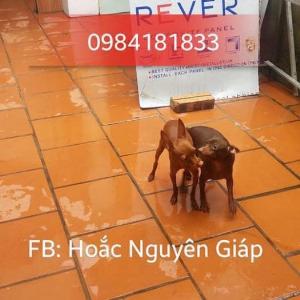 Nhận phối giống chó fox hươu mini đẹp