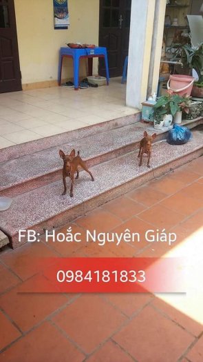 Nhận phối giống chó fox hươu mini đẹp