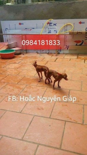 Nhận phối giống chó fox hươu mini đẹp