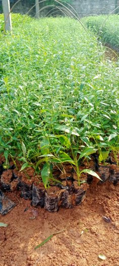 Bán hạt giống Xuyên Tâm Liên