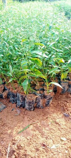 Bán hạt giống Xuyên Tâm Liên