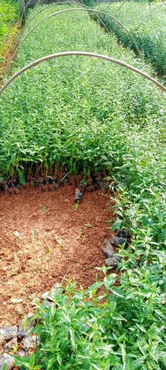 Cây giống Xuyên Tâm Liên