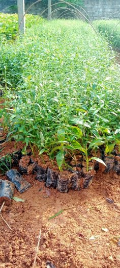 Cây giống Xuyên Tâm Liên