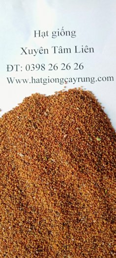 Cây giống Xuyên Tâm Liên