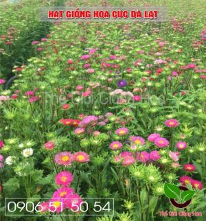 Hạt giống cúc đà lạt nhiều màu hay cò gọi cúc 7 màu, cúc đất, cúc rễ....