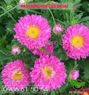 Hạt giống cúc đà lạt nhiều màu hay cò gọi cúc 7 màu, cúc đất, cúc rễ....