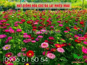 Hạt giống cúc đà lạt nhiều màu hay cò gọi cúc 7 màu, cúc đất, cúc rễ....