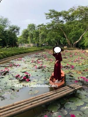 Thuyền gỗ chụp ảnh hồ sen, đi sông