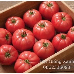Hạt giống cà chua beef chịu nhiệt Monaco - tỷ lệ nảy mầm 95%