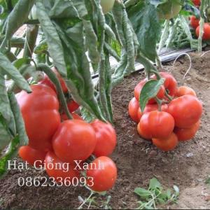 Hạt giống cà chua beef chịu nhiệt Monaco - tỷ lệ nảy mầm 95%