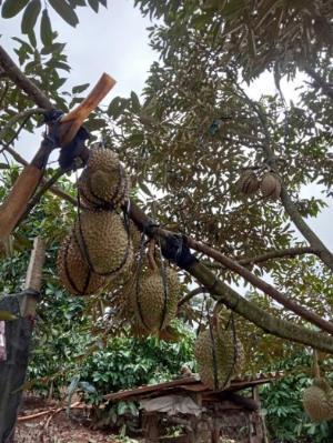 Sầu riêng thái cơm vàng hạt lép tây Nguyên