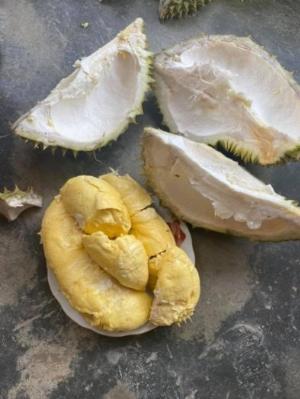 Sầu riêng thái cơm vàng hạt lép tây Nguyên