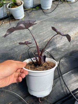 Môn đen Colocasia black coral