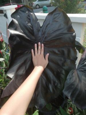 Môn đen Colocasia black coral