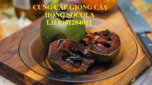 Cung cấp giống cây Hồng Socola, cây giống nhập khẩu chất lượng cao