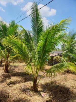 Cây dừa xiêm dừa ta trồng cảnh quan