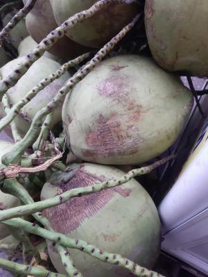 Dừa dứa Bến Tre siêu ngọt