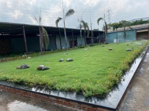 Cỏ nhung Nhật cỏ kiểng trang trí sân vườn