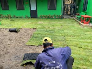 Cỏ nhung Nhật cỏ kiểng trang trí sân vườn