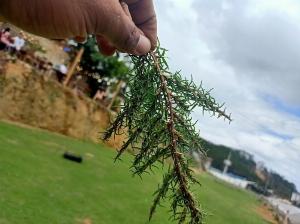 Cỏ Sân Golf Bemuda