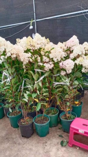 Tú cầu thân gỗ