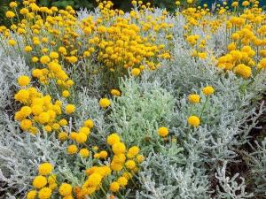 Santolina - Lavender Cotton