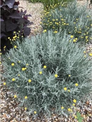 Santolina - Lavender Cotton