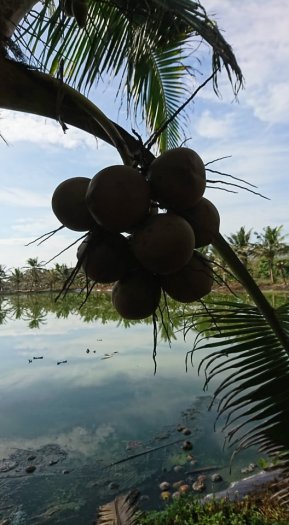 Dừa Xiêm, Dừa Dứa