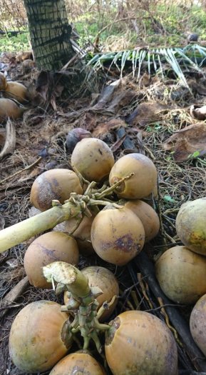 Dừa Xiêm, Dừa Dứa