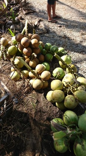 Dừa Xiêm, Dừa Dứa