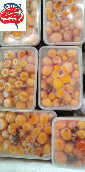 Trứng gà non hộp 1kg