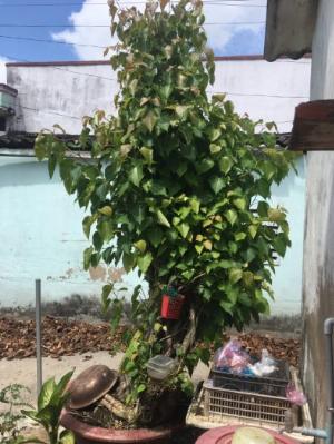 Cây bồ đề 15 năm tuổi