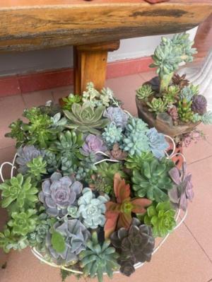 Sen đá thiết kế tiểu cảnh mini - 0938 39 59 39 Mua sen đá giá nhà vườn SuongHouse