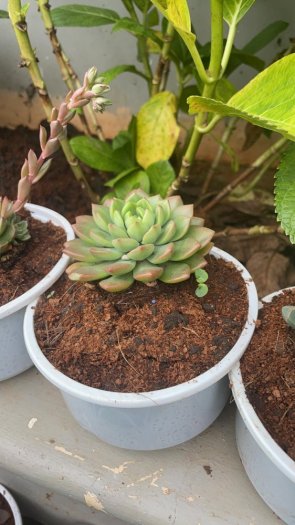 Mua sen đá giá nhà vườn- nguồn cung cấp sen đá sỉ toàn quốc