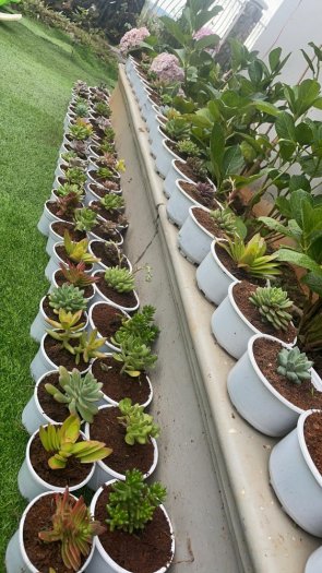 Mua sen đá giá nhà vườn- nguồn cung cấp sen đá sỉ toàn quốc