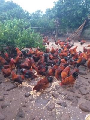 Chuyên cung cấp gà trống thiến thả vườn