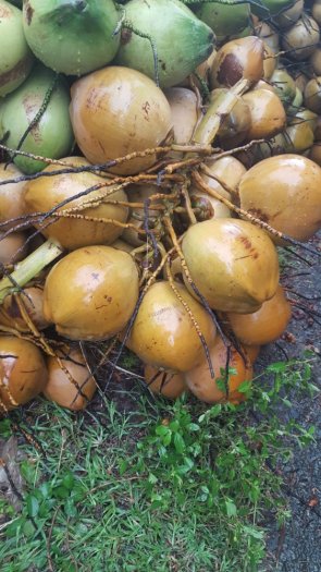 Dừa mã lai, dừa ta trái lớn