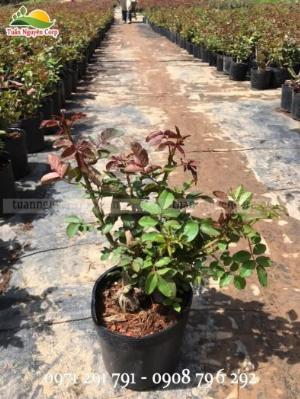 Gốc Hoa Hồng Đà Lạt Giá Rẻ