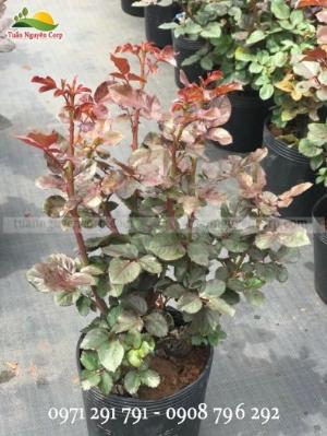 Gốc Hoa Hồng Đà Lạt Giá Rẻ