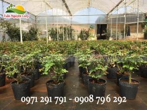 Gốc Hoa Hồng Đà Lạt Giá Rẻ