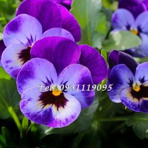 Hạt giống hoa Pansee – Bịch 10 hạt – Mã số 1151