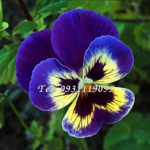 Hạt giống hoa Pansee – Bịch 10 hạt – Mã số 1151