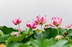 Tranh 3d hoa sen - tranh gạch 3d hoa sen - GFC3