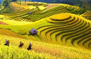 Tranh ruộng bậc thang tranh gạch men 3d - 543SV