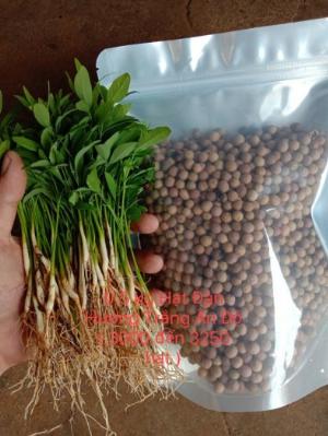 100 gram Hạt GIống Cây Đàn Hương Trắng Ấn Độ