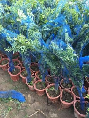 Cây giống Hồng Táo và giá bán tại Việt Nam
