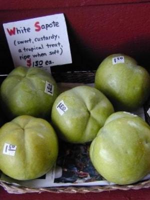 Cây Bánh Kem (White Sapote)