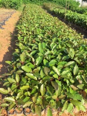 Hạt giống cây gáo trắng