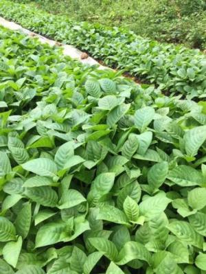 Hạt giống cây gáo trắng